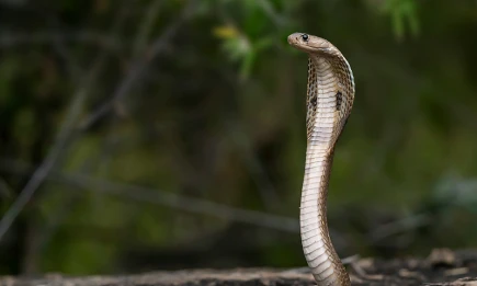 Змеи, пауки, росомахи: в России заблокировали сайты по продаже запрещенных животных - НТР 24