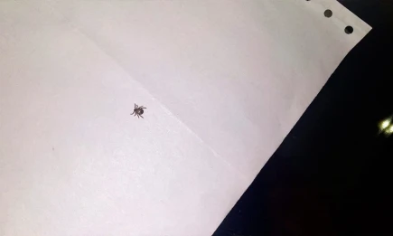 В Нижнекамске 533 человека обратились в больницу с укусами клещей - НТР 24