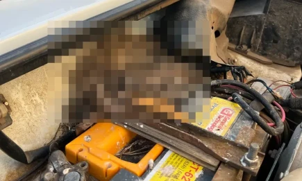 Неожиданные «квартиранты»: нижнекамцев под капотом авто ждал сюрприз - НТР 24