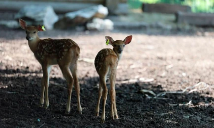 Сотни вариантов и два победителя: как назвали оленят в Казани - НТР 24