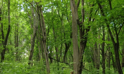 1,9 тыс. га лесов Татарстана получили агротехнический уход в 2025 году - НТР 24