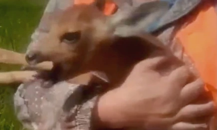 В Набережных Челнах спасли косулёнка, попавшего в колодец - НТР 24