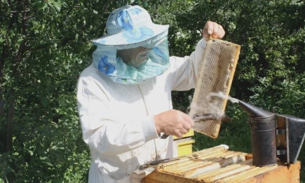 Пчеловодов Татарстана, которые не успеют зарегистрировать свои пасеки до 1 сентября, ждет штраф - НТР 24