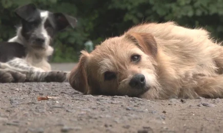 Депутаты хотят запретить кормление бездомных животных - НТР 24