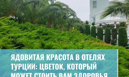 Ядовитая красота в отелях Турции: цветок, который может стоить вам здоровья - НТР 24