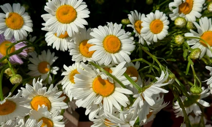 Летний антициклон: в Татарстане сохранится сухая погода - НТР 24