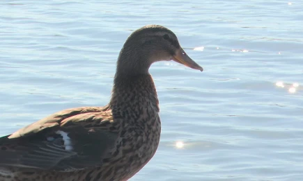 В Татарстане с 15 июля начнётся выдача разрешений на охоту на пернатую дичь - НТР 24
