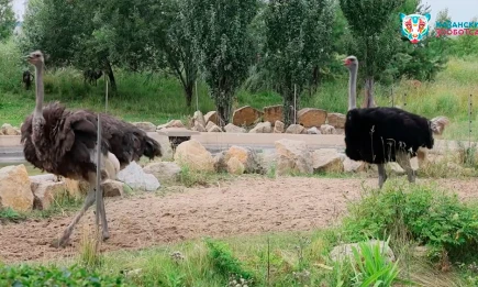 Казанский зооботсад пополнился новыми обитателями - НТР 24