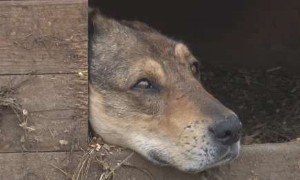 Бастрыкин взял на контроль дело о нападении бешеной собаки на ребёнка в РТ - НТР 24