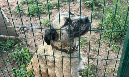 Руководитель приюта для бездомных животных дала совет нижнекамцам, которые хотят взять питомца - НТР 24