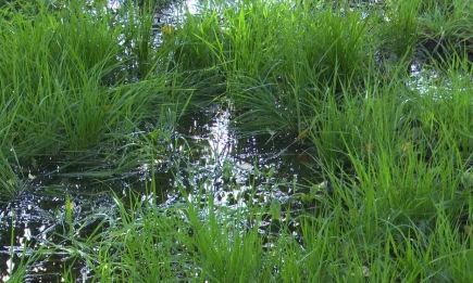 В Татарстане женщину вызволили из болота - НТР 24