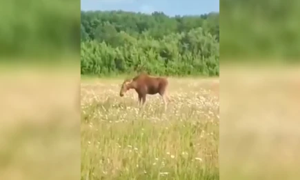 «Выходи, биться будем»: в Татарстане сняли на видео «танцующего» в поле лося - НТР 24