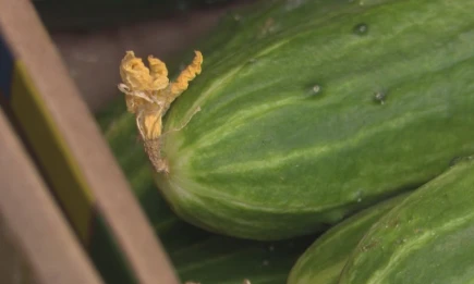 В Татарстане резко подорожали огурцы - НТР 24