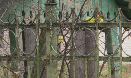 Нижнекамцев предупредили о штрафах за заброшенные огороды и другие участки - НТР 24