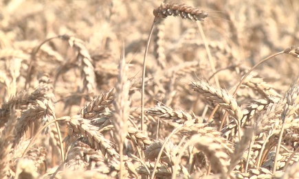 В Казани наградят победительниц конкурса «Женщины в АПК» - НТР 24