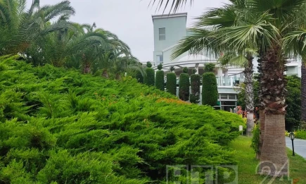 Ядовитая красота в отелях Турции: о чем предупреждают гиды - НТР 24