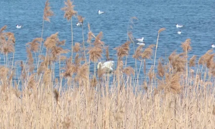 Бекас, улит, травник: на кого можно и нельзя охотиться в открывшемся сезоне в РТ - НТР 24