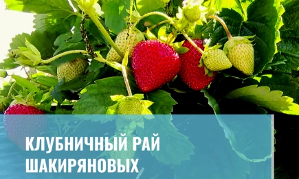 Клубничный рай Шакиряновых - НТР 24