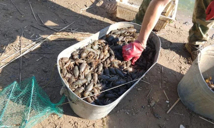 В Татарстане мужчина выловил почти тысячу раков, теперь ему грозит уголовка - НТР 24