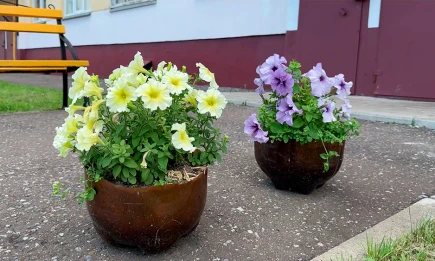 «Цветочный рай» в Нижнекамске: двор, куда приходят фотографироваться - НТР 24