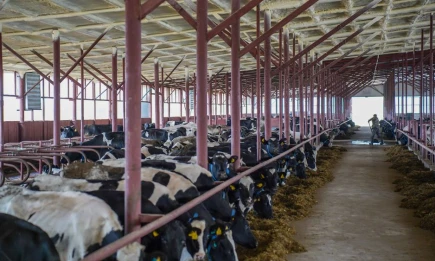 Минсельхозпрод РТ объявляет прием заявок на возмещение части затрат на строительство коровников, зданий в составе комплексов и овцеводческих ферм - НТР 24