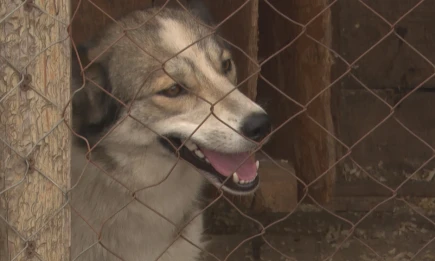 Бешеная собака укусила ребенка в Татарстане: введен карантин - НТР 24