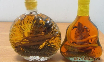 В аэропорту Казани поймали пассажирок из Вьетнама со змеями в бутылках - НТР 24