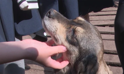 В Татарстане владельцам собак напомнили о необходимости чипирования питомцев - НТР 24