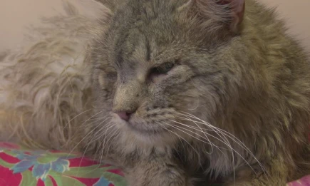 В Татарстане бешеная кошка укусила хозяина - НТР 24