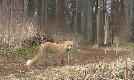 В Татарстане продолжается всплеск бешенства, карантин ввели в 11-м районе - НТР 24