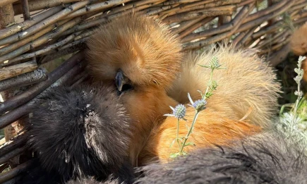 Рустам Минниханов удивил подписчиков фотографией экзотических птиц - НТР 24