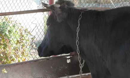 2,5-километровая карантинная зона установлена под Казанью из-за бешенства - НТР 24