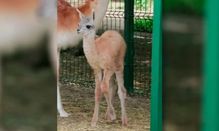 В казанском зоопарке родился детеныш краснокнижного гуанако - НТР 24