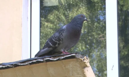 Кормление голубей может обернуться штрафами: что нужно знать россиянам - НТР 24