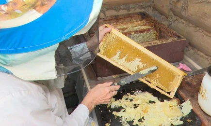 Эксперт КФУ раскрыл секреты выбора качественного меда - НТР 24