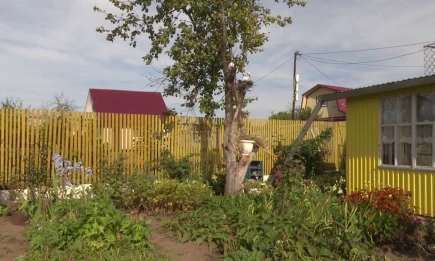 Хозяев дач предупредили о наказании за неправильные деревья и кусты - НТР 24