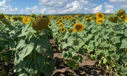 Биолог КФУ опроверг миф о том, что аппендицит может появиться от семечек - НТР 24
