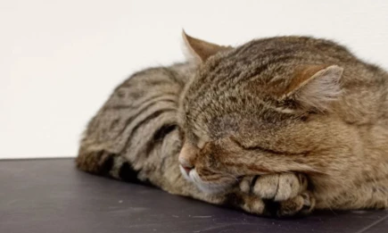 Нутрициолог рассказала, почему опасен нерегулярный график сна - НТР 24