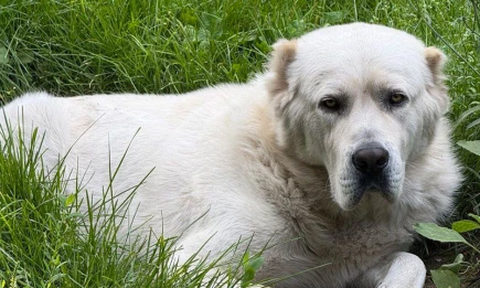 Рустам Минниханов опубликовал фото Акдуса, страдающего от летнего зноя - НТР 24