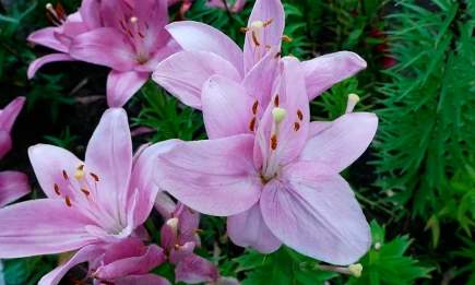 В Нижнекамске от рук вандалов пострадали несколько клумб во дворах - НТР 24