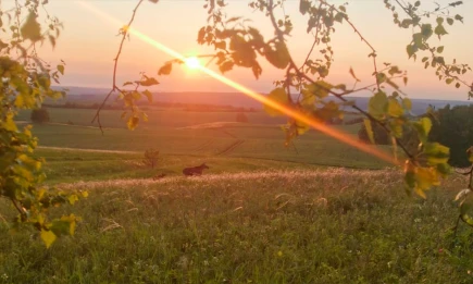 В Татарстане запечатлели прогулку лосихи с лосёнком на фоне заката - НТР 24