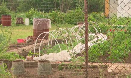 Агроном рассказал дачникам о лучших способах борьбы с сорняками - НТР 24