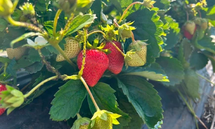 Ферма с 30 сортами клубники и рыбный пруд: как развивается агробизнес в Нижнекамске - НТР 24