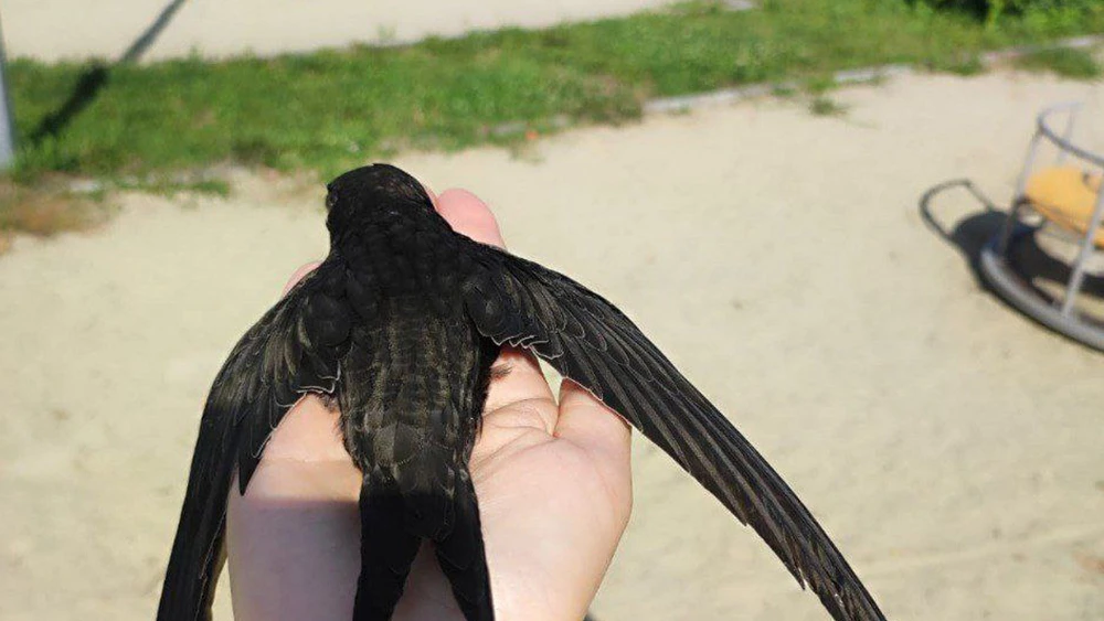 Стриж сидит на руке