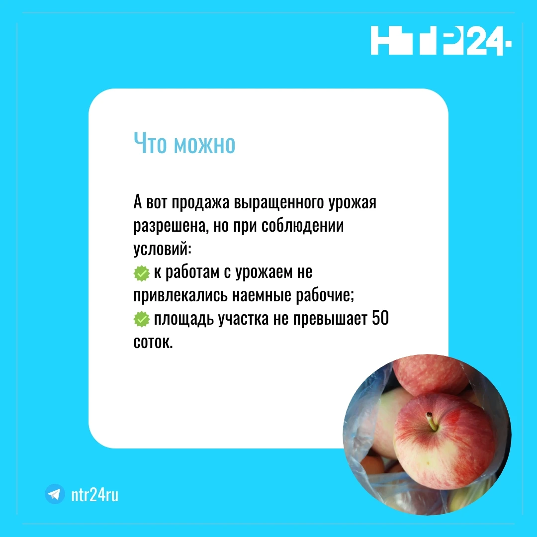 А вот продажа выращенного урожая разрешена, но при соблюдении условий: к работам с урожаем не привлекались наемные рабочие; площадь участка не превышает 50 соток