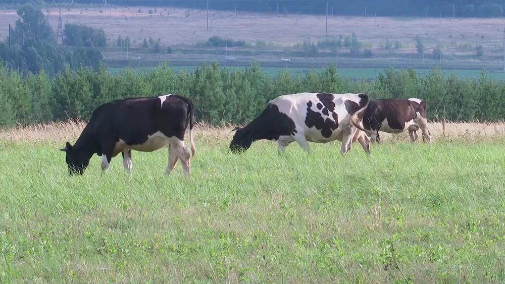 Коровы пасутся на лугу