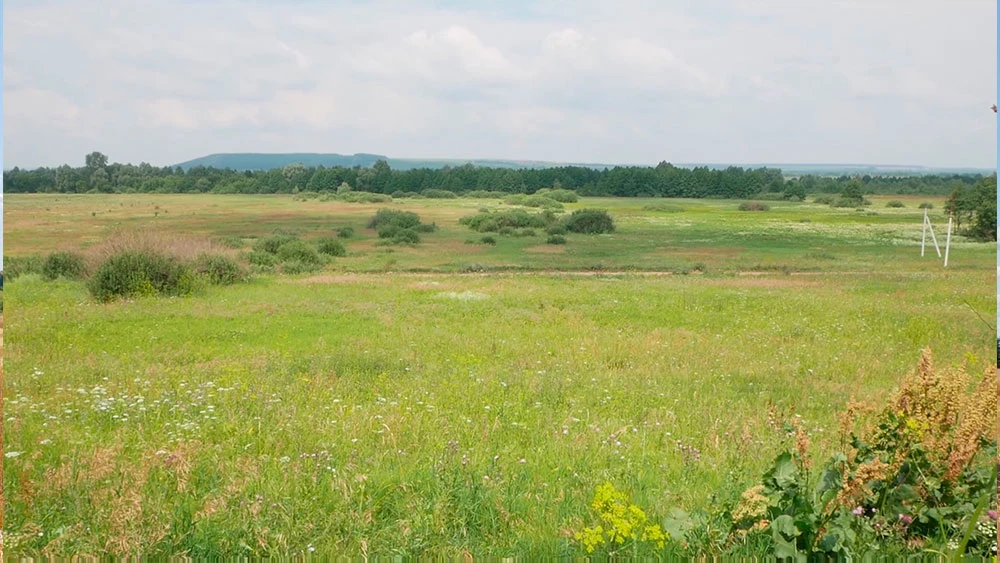 Поле в Татарстане