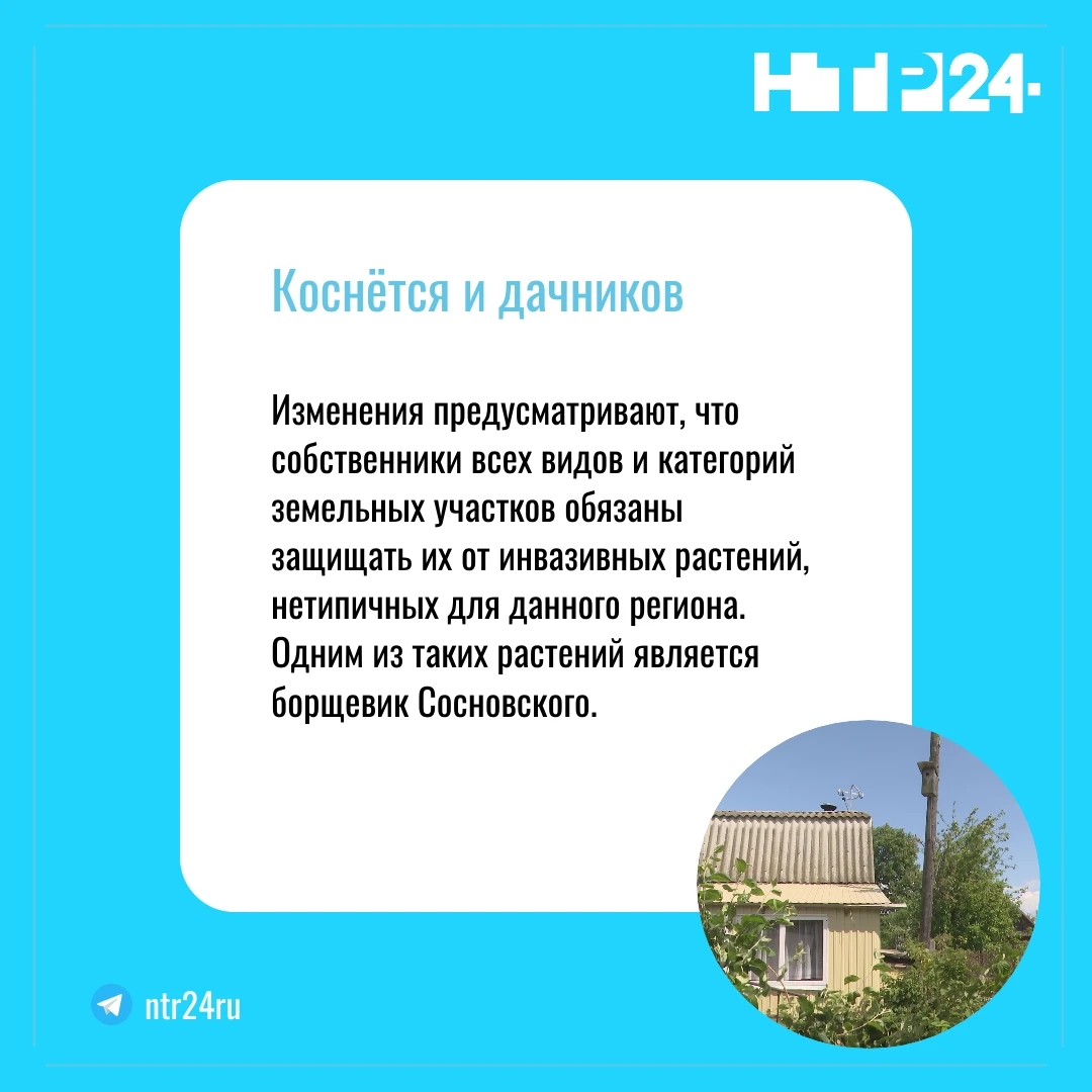 Изменения предусматривают, что собственники всех видов и категорий земельных участков обязаны защищать их от инвазивных растений, нетипичных для данного региона. Одним из таких растений является борщевик Сосновского