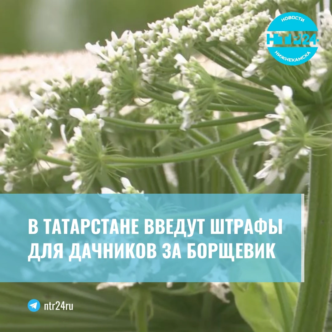 В Татарстане введут штрафы для дачников за борщевик