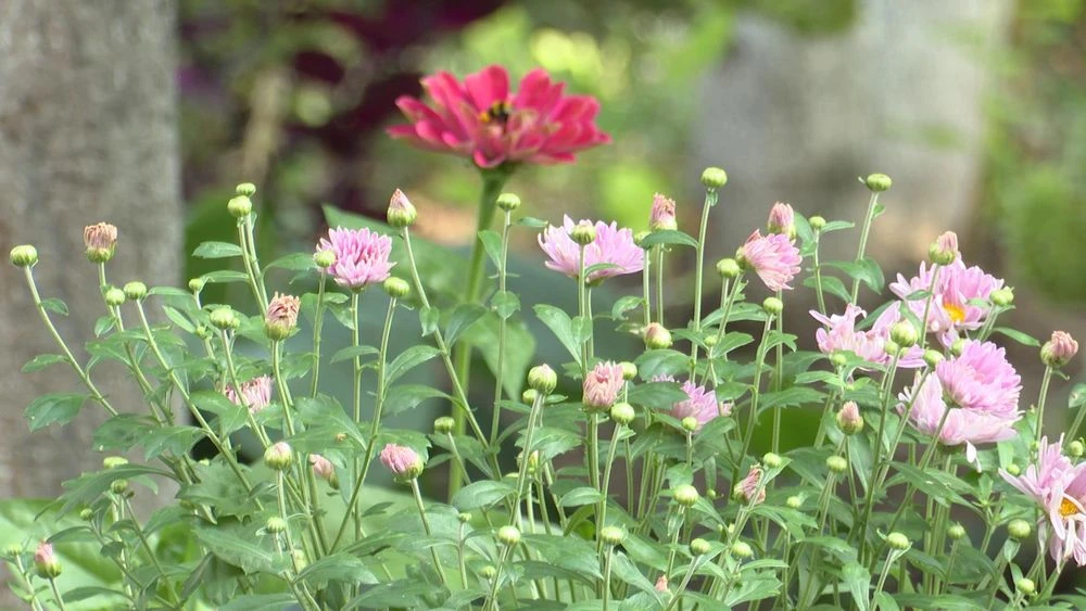цветы на городской клумбе в Нижнекамске